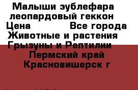 Малыши эублефара ( леопардовый геккон) › Цена ­ 1 500 - Все города Животные и растения » Грызуны и Рептилии   . Пермский край,Красновишерск г.